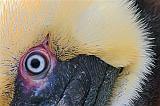 Pelican Eye_42018